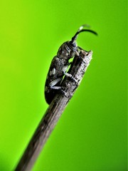 Apomecyna quadrisignata