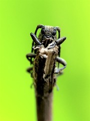 Apomecyna quadrisignata