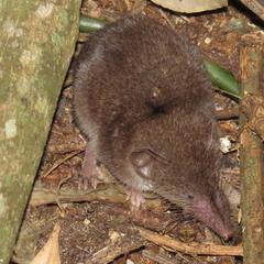 Swamp Musk Shrew photo 2
