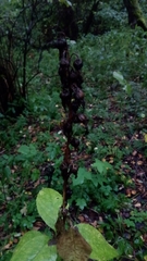 Campanula latifolia