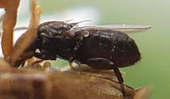 Carnoidea