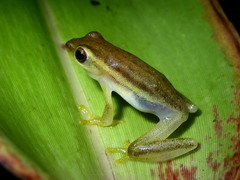 Rohanixalus vittatus