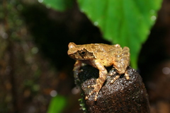 Boulenophrys minor