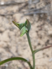 Calochilus campestris
