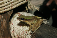 Odorrana chloronota