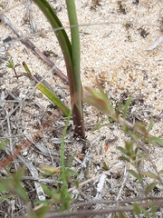 Calochilus campestris
