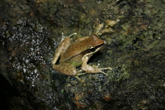 Amolops archotaphus