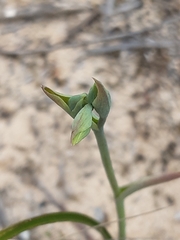 Calochilus campestris