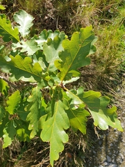 Quercus robur