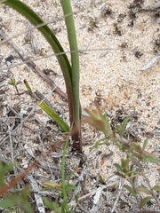 Calochilus campestris