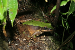 Odorrana chloronota
