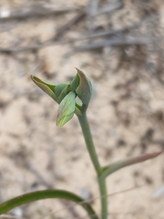 Calochilus campestris