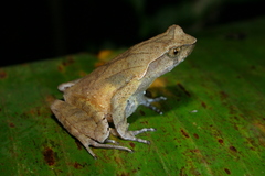 Boulenophrys parva