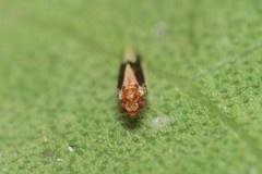 Hevaheva maculata