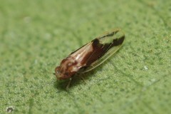 Hevaheva maculata
