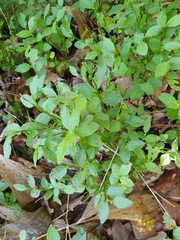 Vaccinium myrtillus