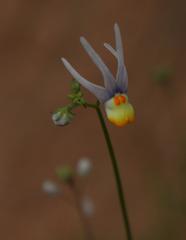 Nemesia cheiranthus