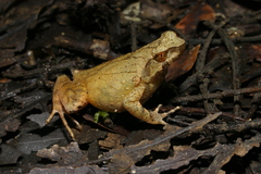Boulenophrys parva