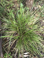 Lomandra densiflora