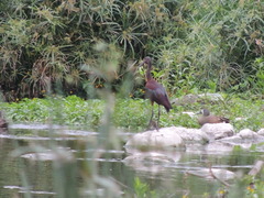 Plegadis chihi
