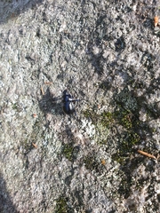 Anoplotrupes stercorosus