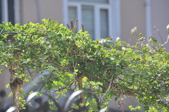 Sageretia