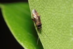 Orthotylus coprosmaphagus