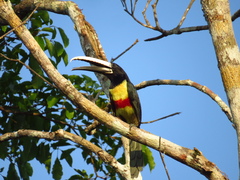 Pteroglossus aracari