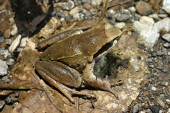 Xenophrys major