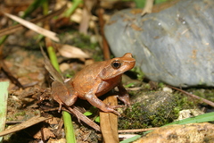 Boulenophrys parva