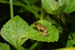 Rohanixalus vittatus