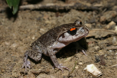 Leptobrachium smithi
