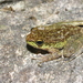 Marbled Cascade Frog - Photo (c) Woraphot Bunkhwamdi, some rights reserved (CC BY-NC), uploaded by Woraphot Bunkhwamdi