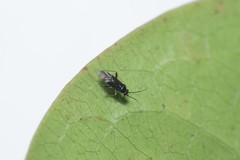 Orthotylus kopikovorus