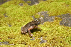 Leptobrachella murphyi