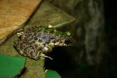 Odorrana schmackeri