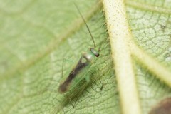 Orthotylus ureraphila