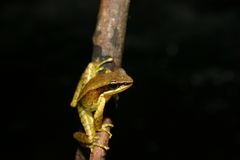 Amolops archotaphus