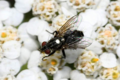 Phyto melanocephala