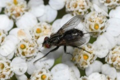 Phyto melanocephala