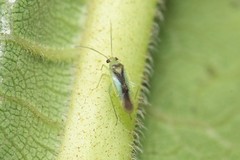 Orthotylus ureraphila