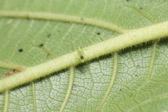 Orthotylus ureraphila