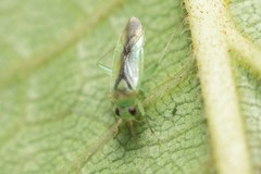 Orthotylus ureraphila