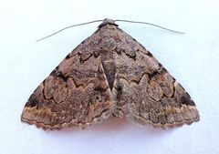 Toxonprucha repentis