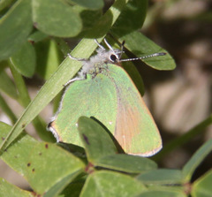 Callophrys dumetorum