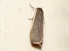 Palaeosia bicosta