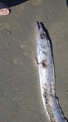Lepidopus caudatus