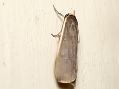 Palaeosia bicosta