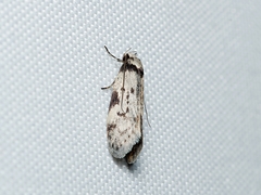 Philobota orescoa
