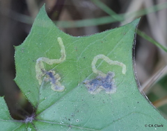 photo of agromyzid mine in a Cape-ivy leaf